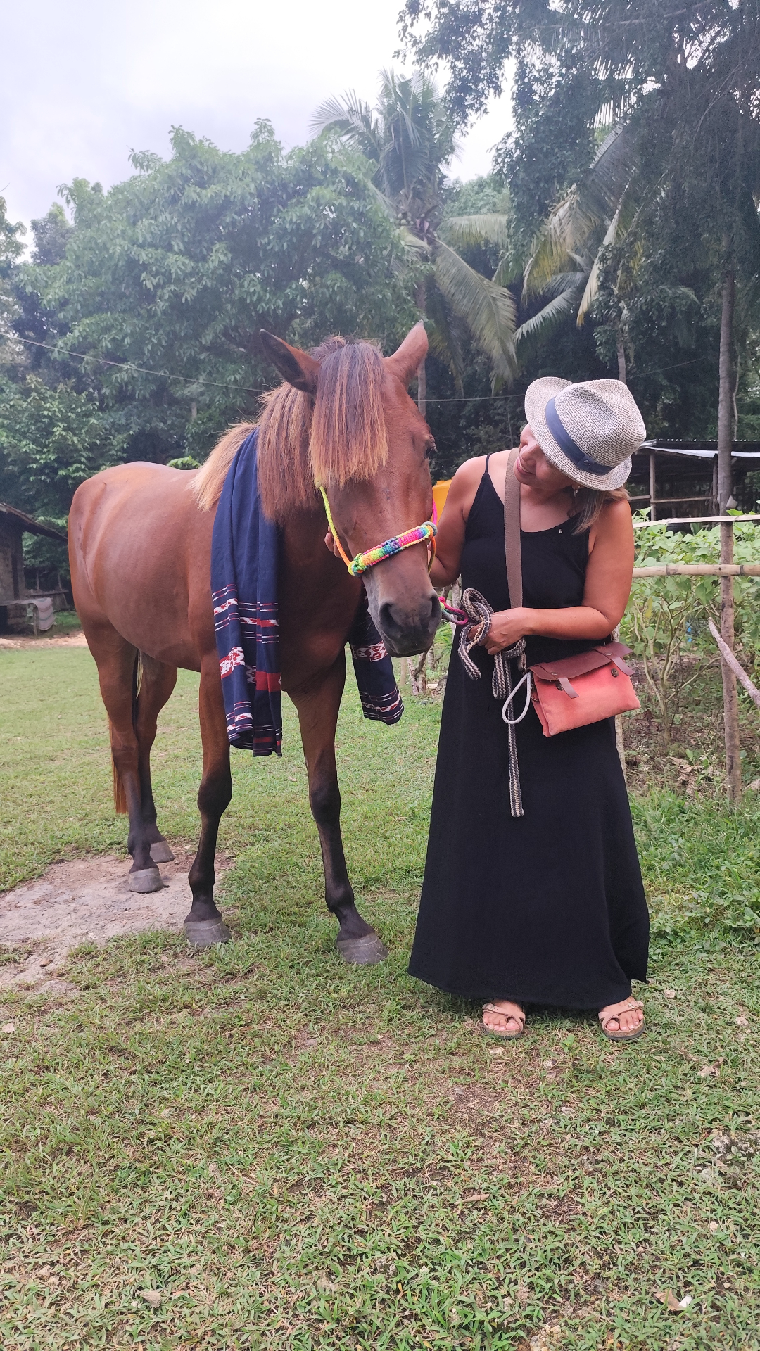 Charlie the Sumba horse