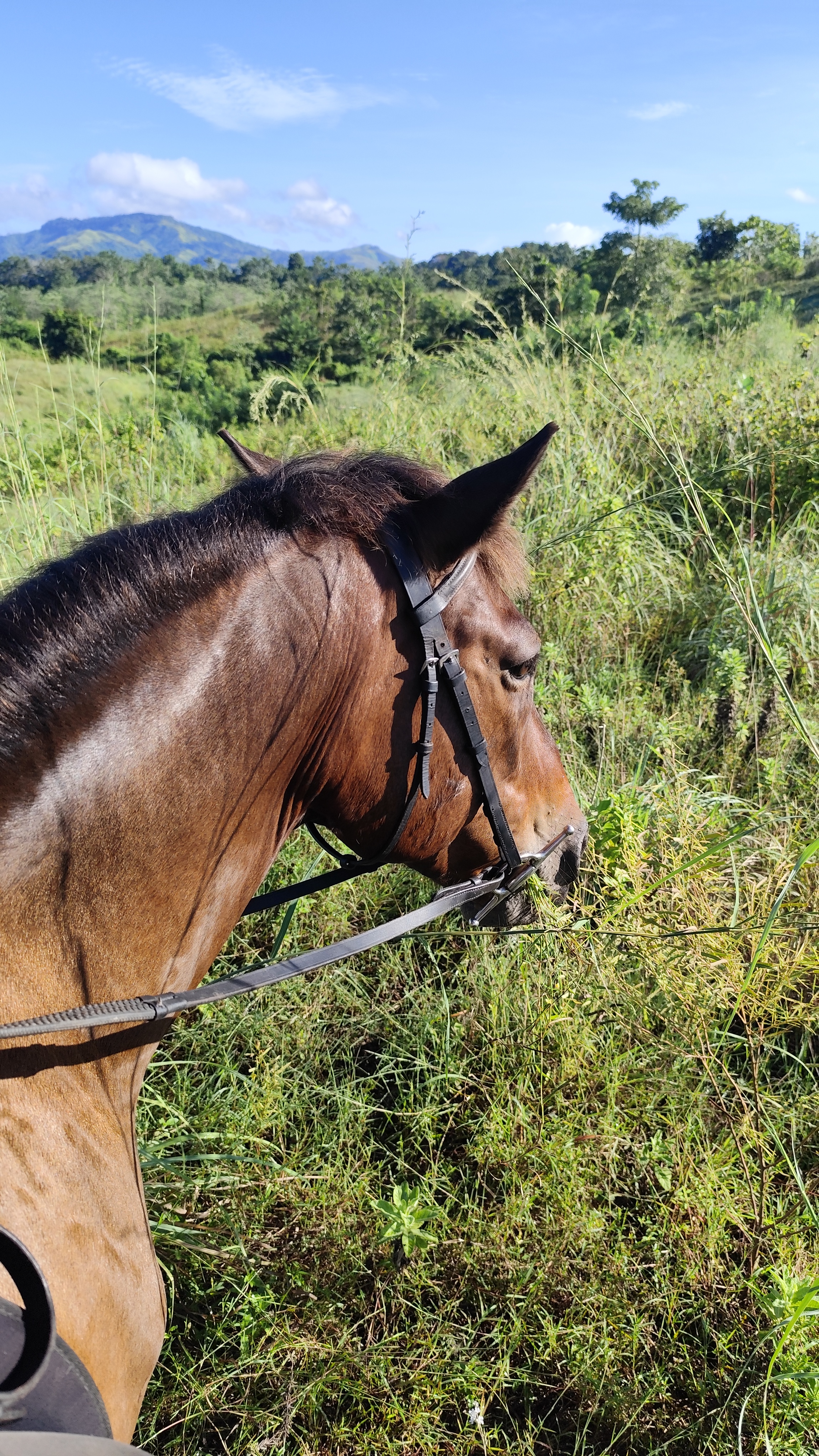 Jack the Sumba horse