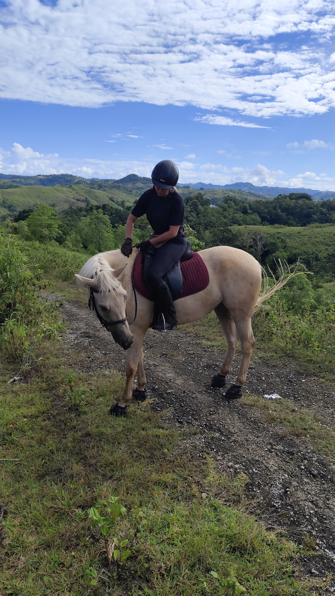 Suzie the Sumba horse